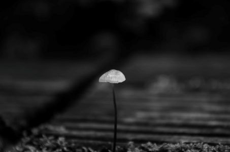 gallery/20c881307fe7e65-a-nw-p